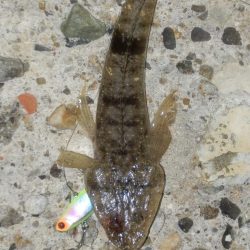 淀川ハクパターン‼コチ（マゴチ）⁇⁇